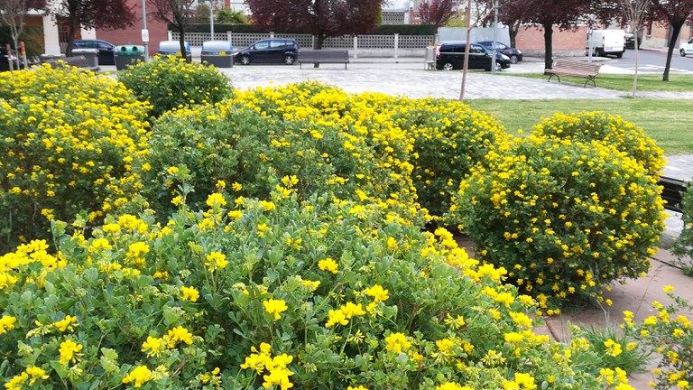 Creació d'una taula d'experts d'arbrat i biodiversitat